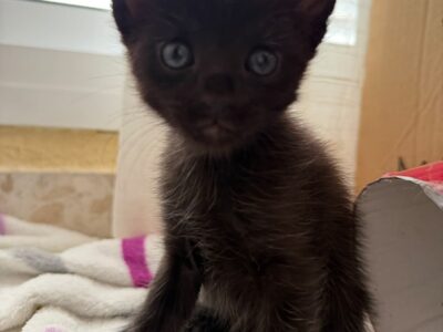 Se busca adopción responsable para unos gatitos!!
