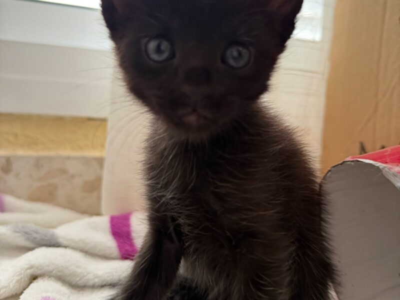 Se busca adopción responsable para unos gatitos!!