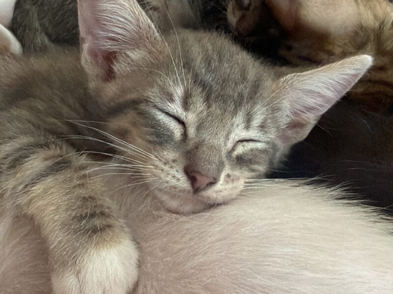 Se busca adopción responsable para unos gatitos!!