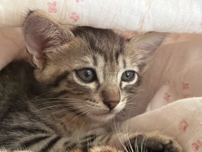 Se busca adopción responsable para unos gatitos!!