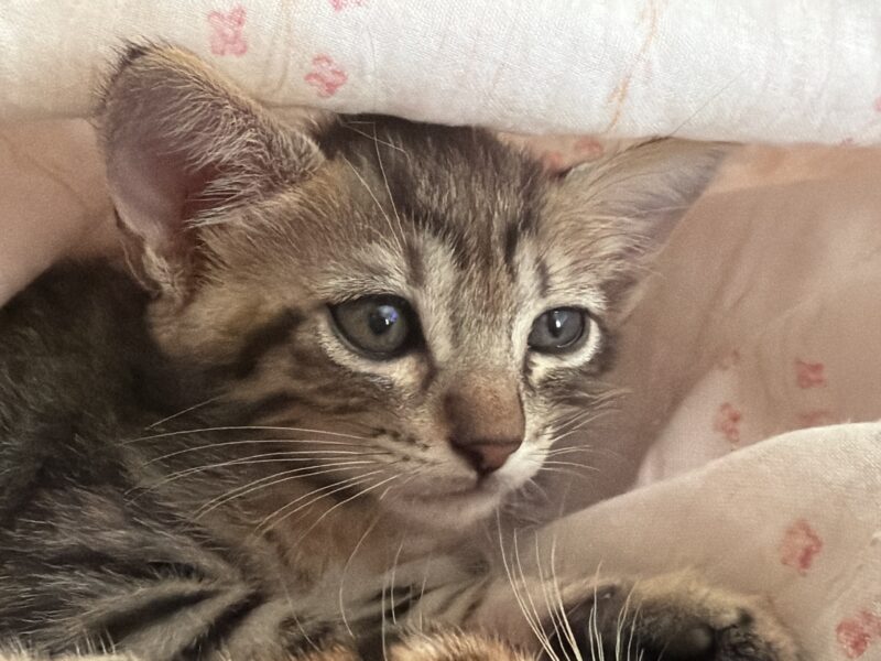 Se busca adopción responsable para unos gatitos!!