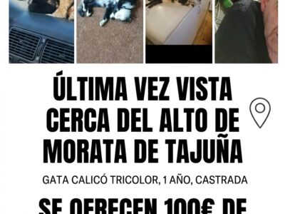 Gata perdida