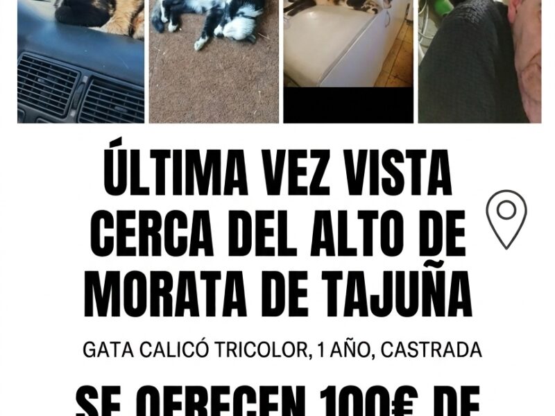 Gata perdida