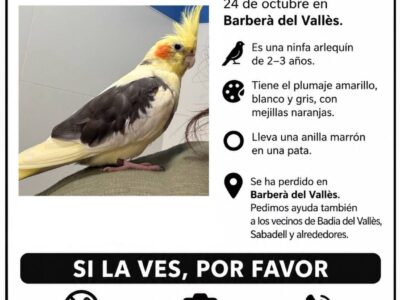 Ninfa arlequín perdida por Barberà del Vallés