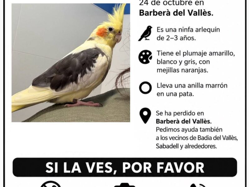 Ninfa arlequín perdida por Barberà del Vallés